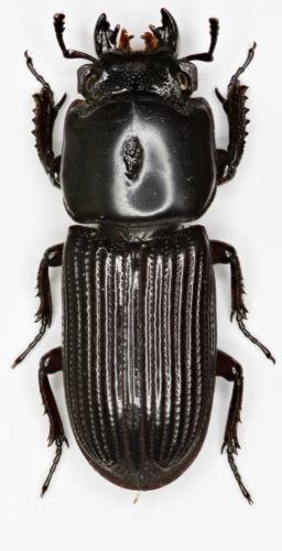 Figulus foveicollis